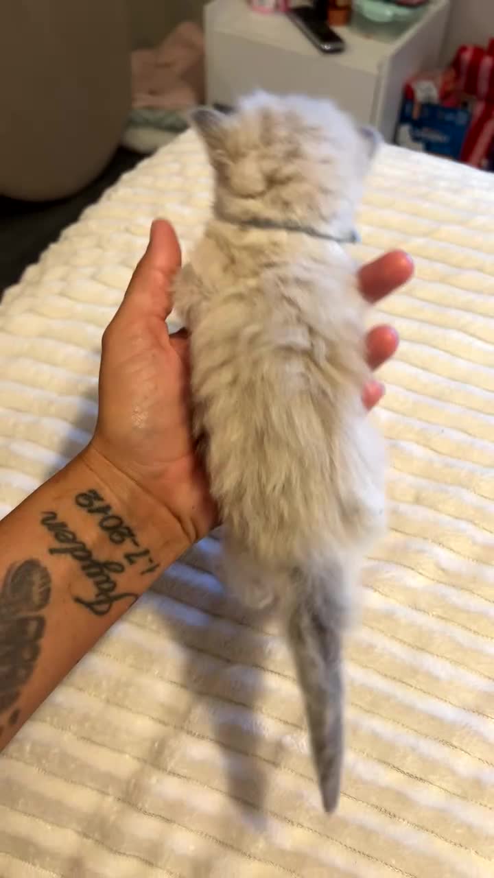 Ragdoll cats for sale: 7 beautiful ragdoll kittens  - Video 2