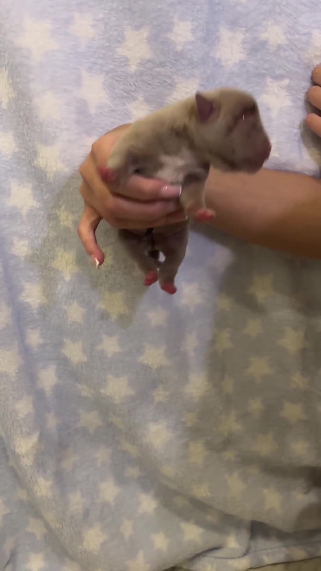 American Bully dogs for sale: Miniature micro bully puppies - Video 5