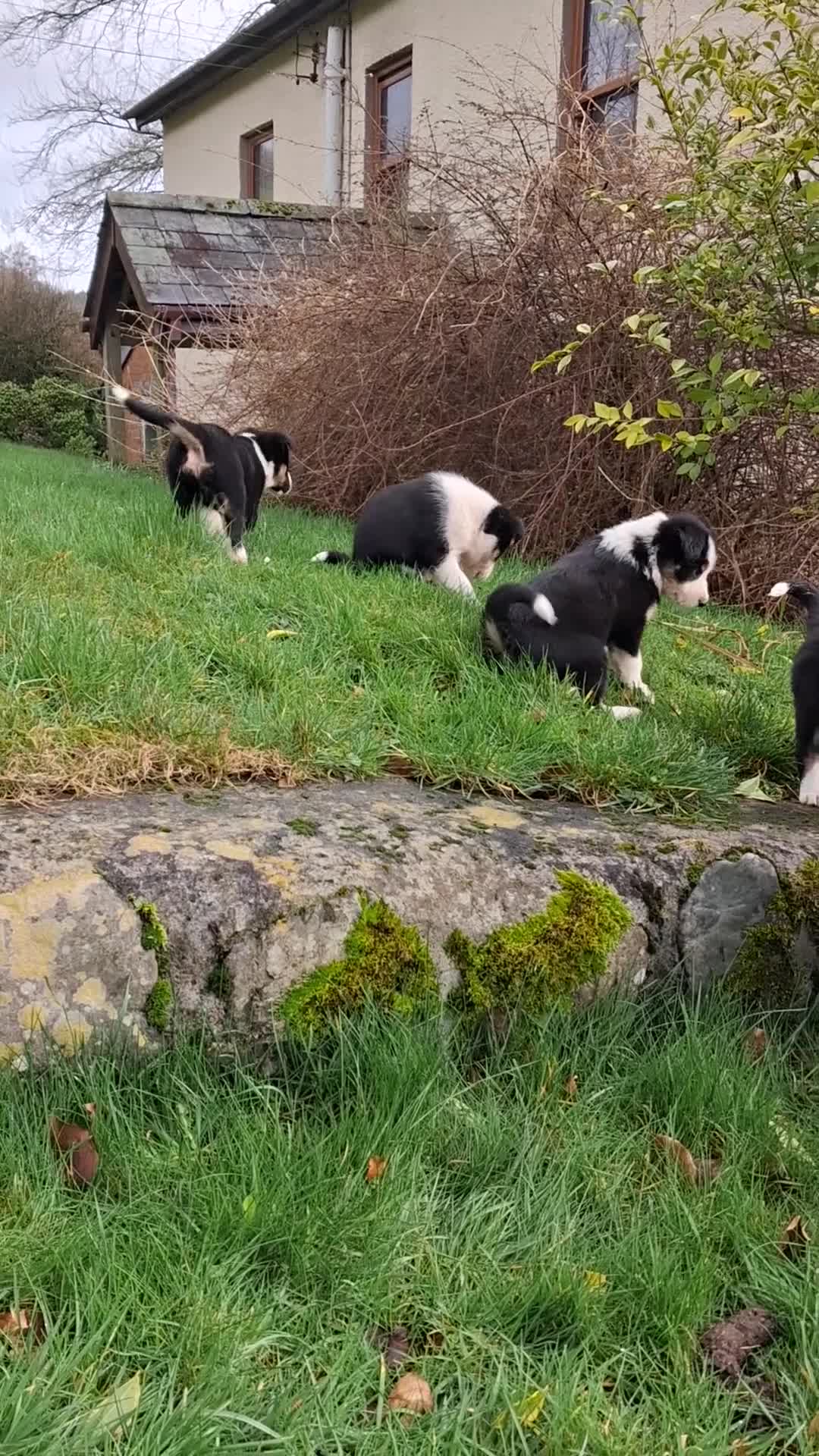 Border Collie dogs for sale: Beautiful Tri Colour Border Collie Puppies 🐶  - Video 1