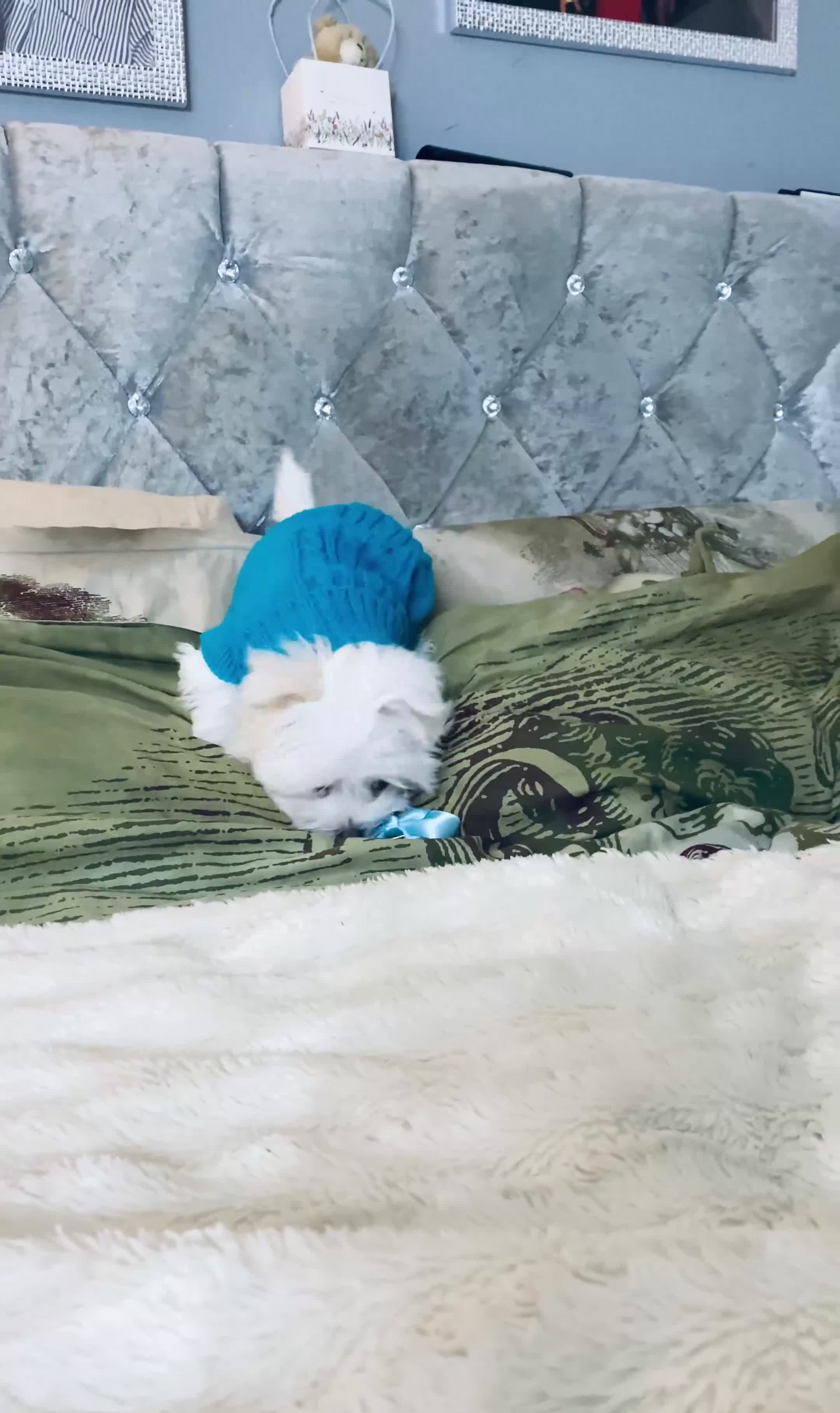 Maltese dogs for sale: ✨ Outstanding KC korean Maltese Puppies ✨ - Video 1