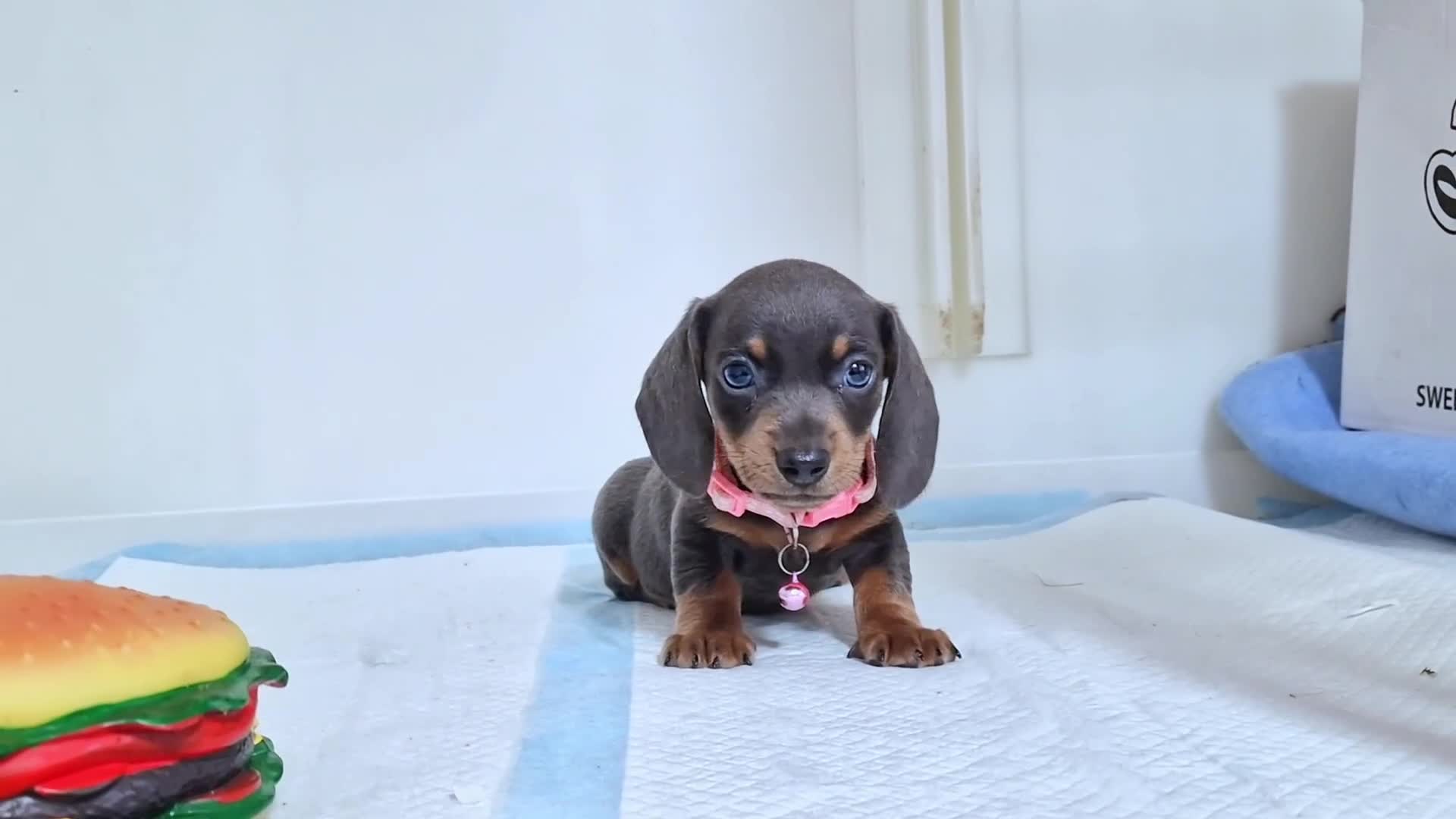 Dachshund dogs for sale: BLUE DAPPLE FEMALE AVAILABLE READY NOW  - Video 1