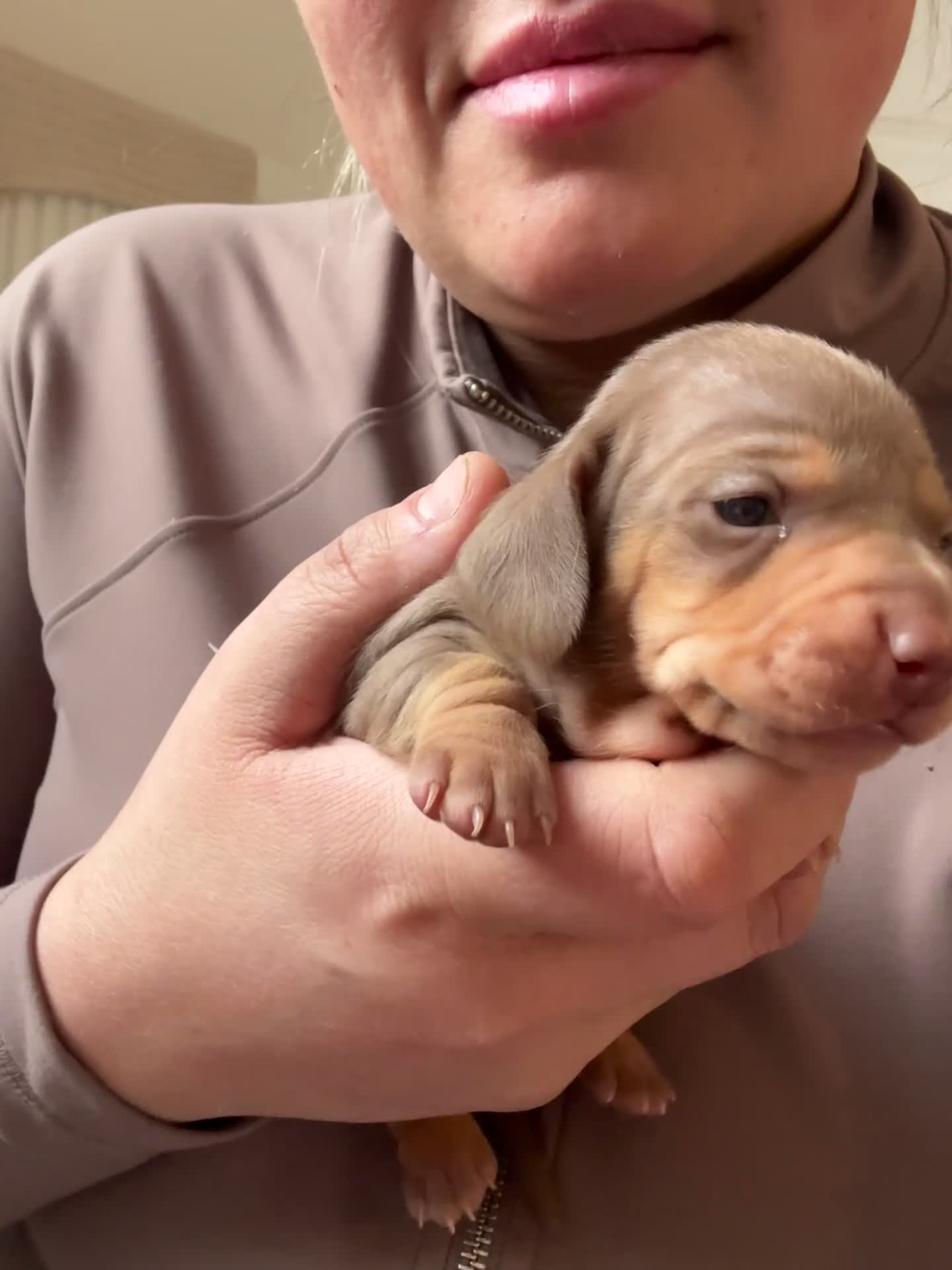 Miniature Dachshund dogs for sale: Special delivery 💙❤️ - Video 2