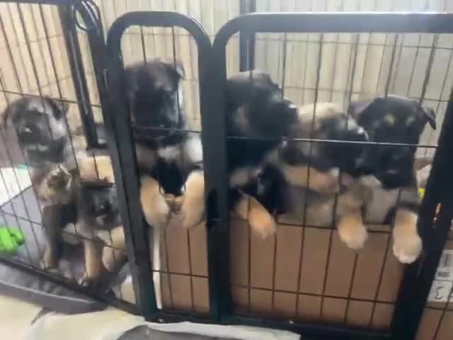 Shepsky dogs for sale: Shepsky - Video 2