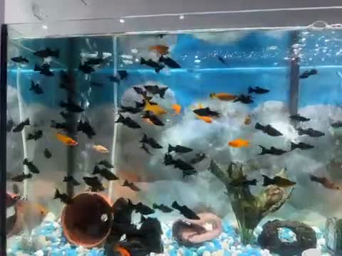 Mollies fish for sale: Mollies for Sale  in Leicester - Video 1