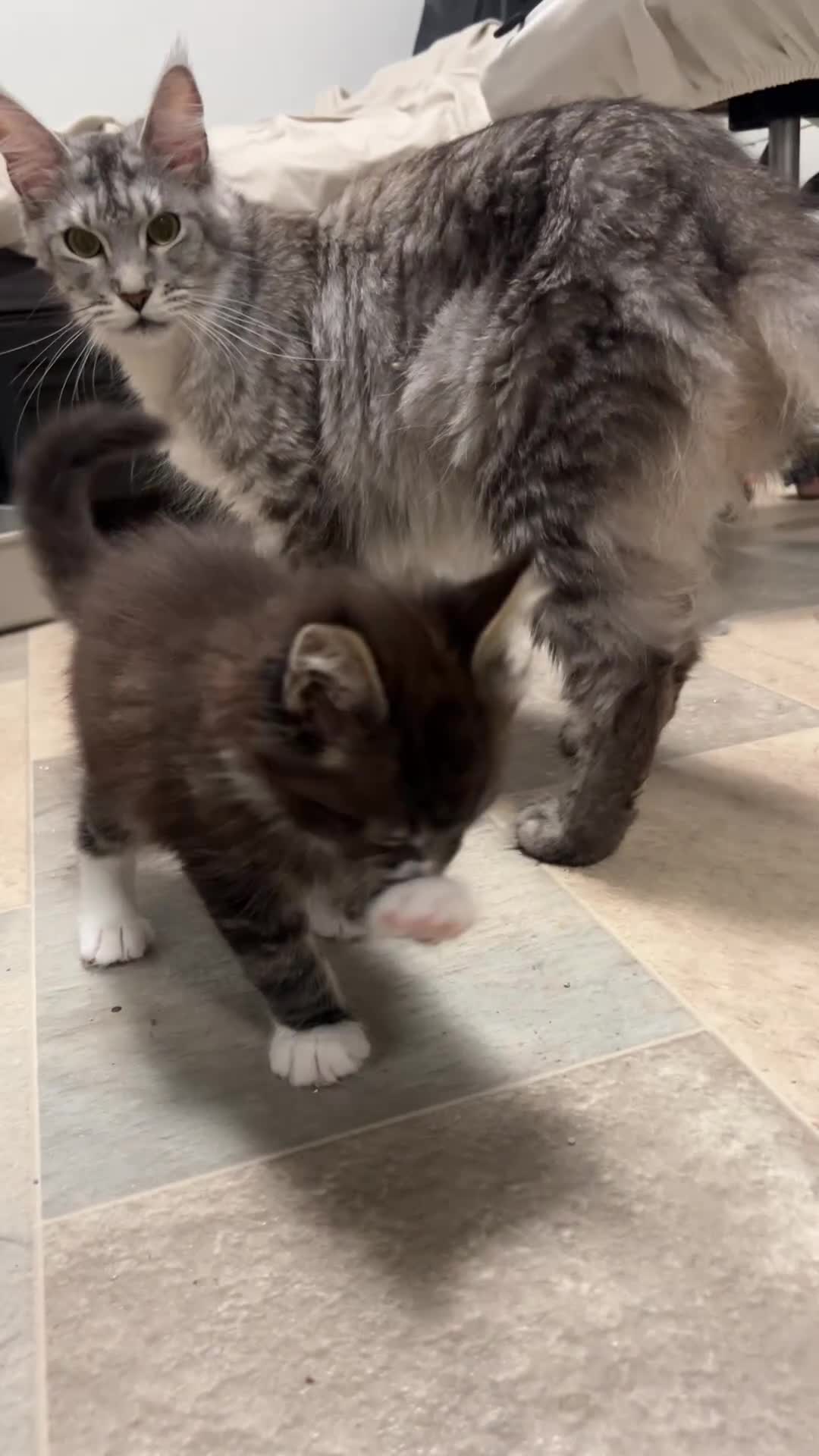 Maine Coon cats for sale: Maine coon Kittens 2 Males for sale, London in London - Video 3