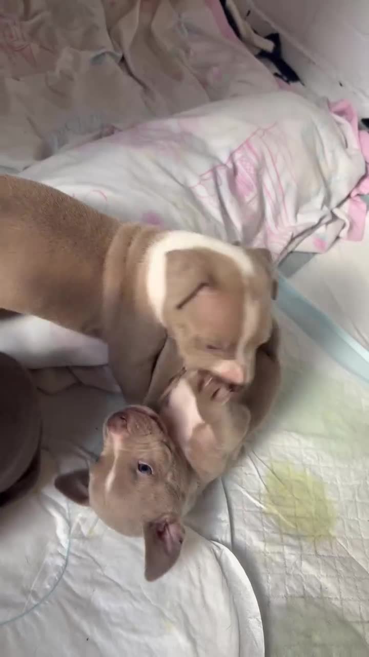 Staffordshire Bull Terrier dogs for sale: Staffordshire bully puppies  - Video 1