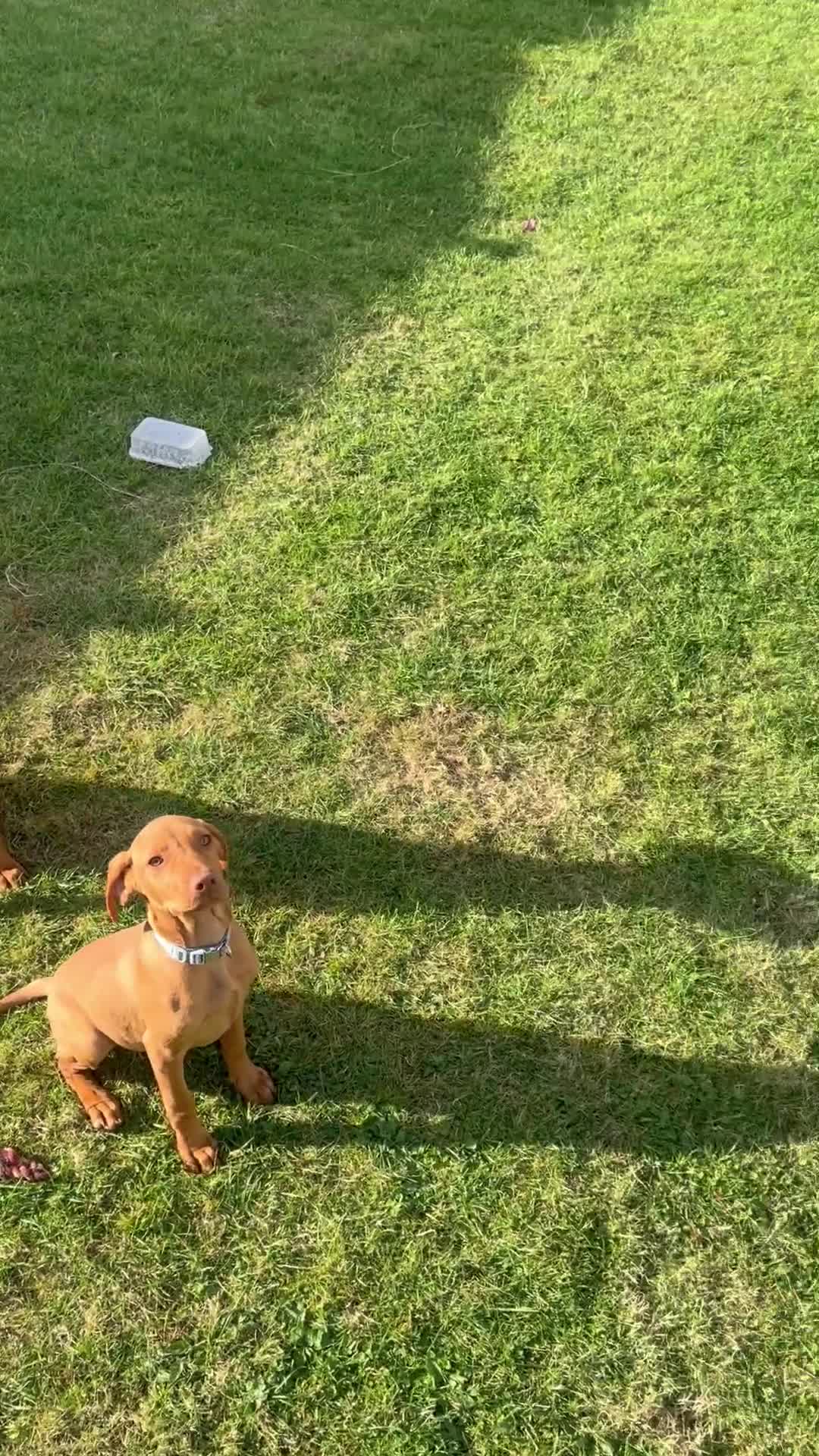 Hungarian Vizsla dogs for sale: 2 female Hungarian vizslas 17 weeks old - Video 1