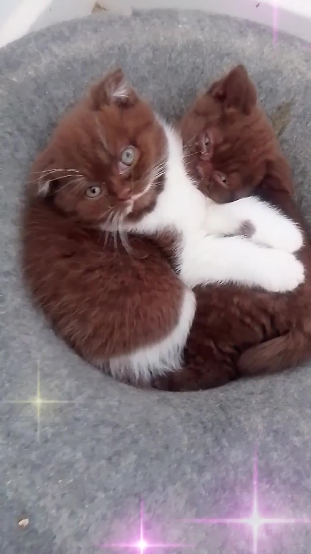 British Shorthair cats for sale: Last black boy  Teddy bear BSH - Video 3