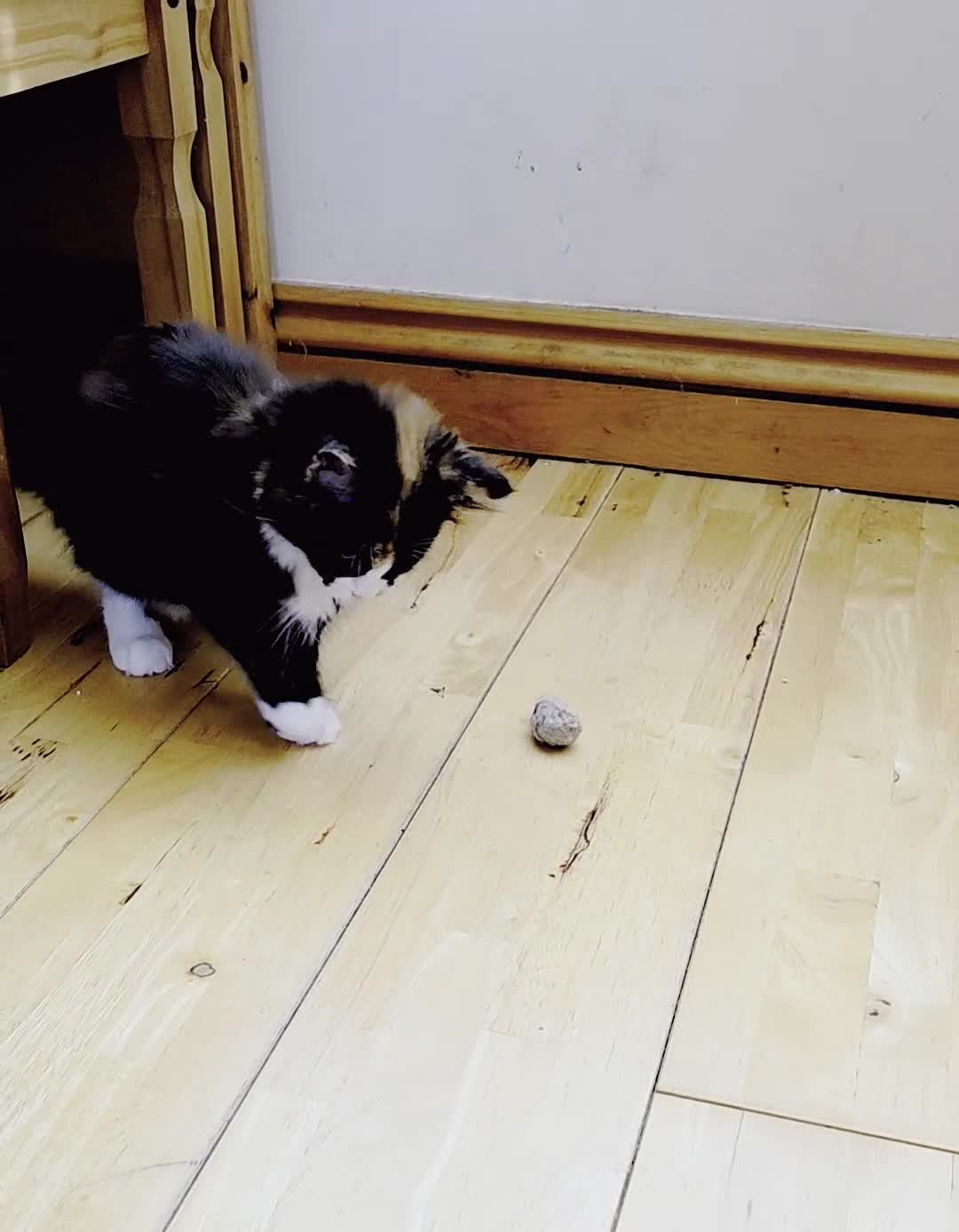 Mixed Breed cats for sale: Maine Coon X Kittens Still Available!! - Video 2