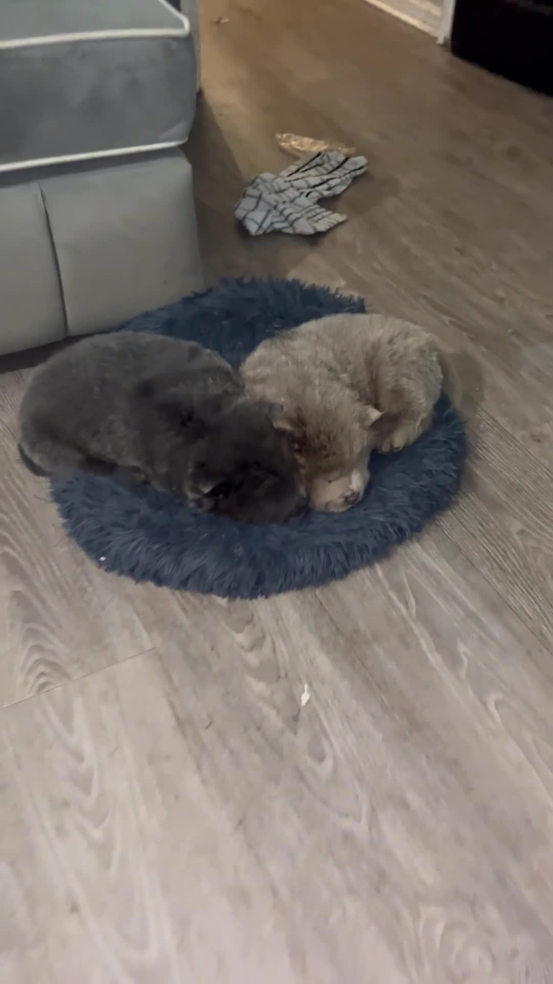 Chow Chow dogs for sale: 6 beautiful lilac & blue chow chows 😻 - Video 3