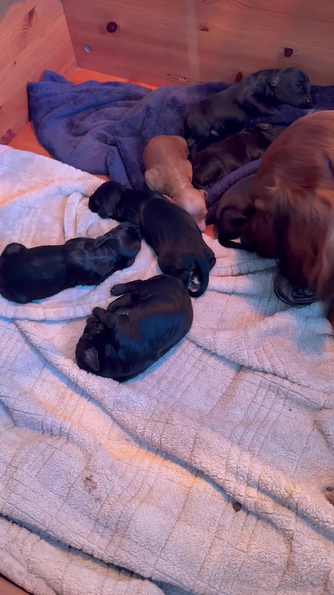 Irish Doodle dogs for sale: Irish Gordon Doodles - Video 1