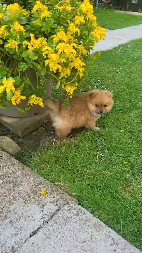 Pomeranian dogs for sale: Pomeranian Puppies in Hayes - Video 2