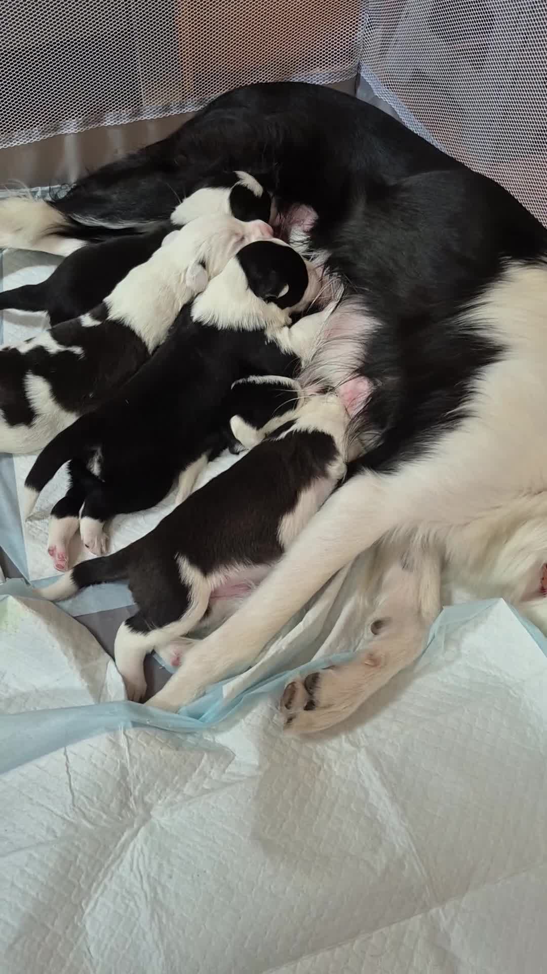 Border Collie dogs for sale: Border Collie pups for sale - Video 1