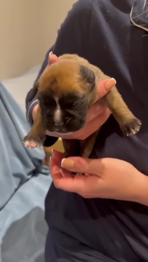 Boxer dogs for sale: Stunning KC Registered Boxer Puppies – 0% COI in Brentwood - Video 5