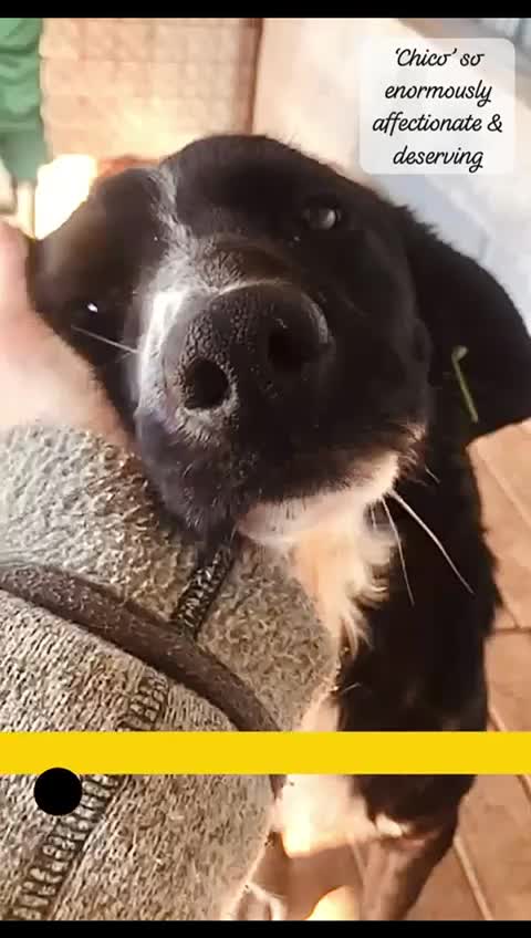 Mixed Breed dogs for adoption: Chico, 1-2 yrs old. Reserved STC. - Video 1