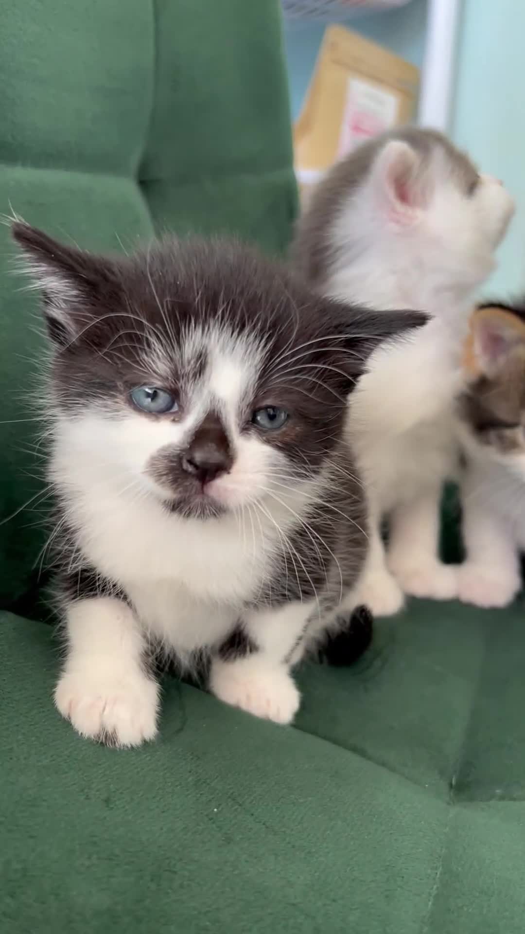 British Longhair cats for sale: Fluffy little angels  - Video 2