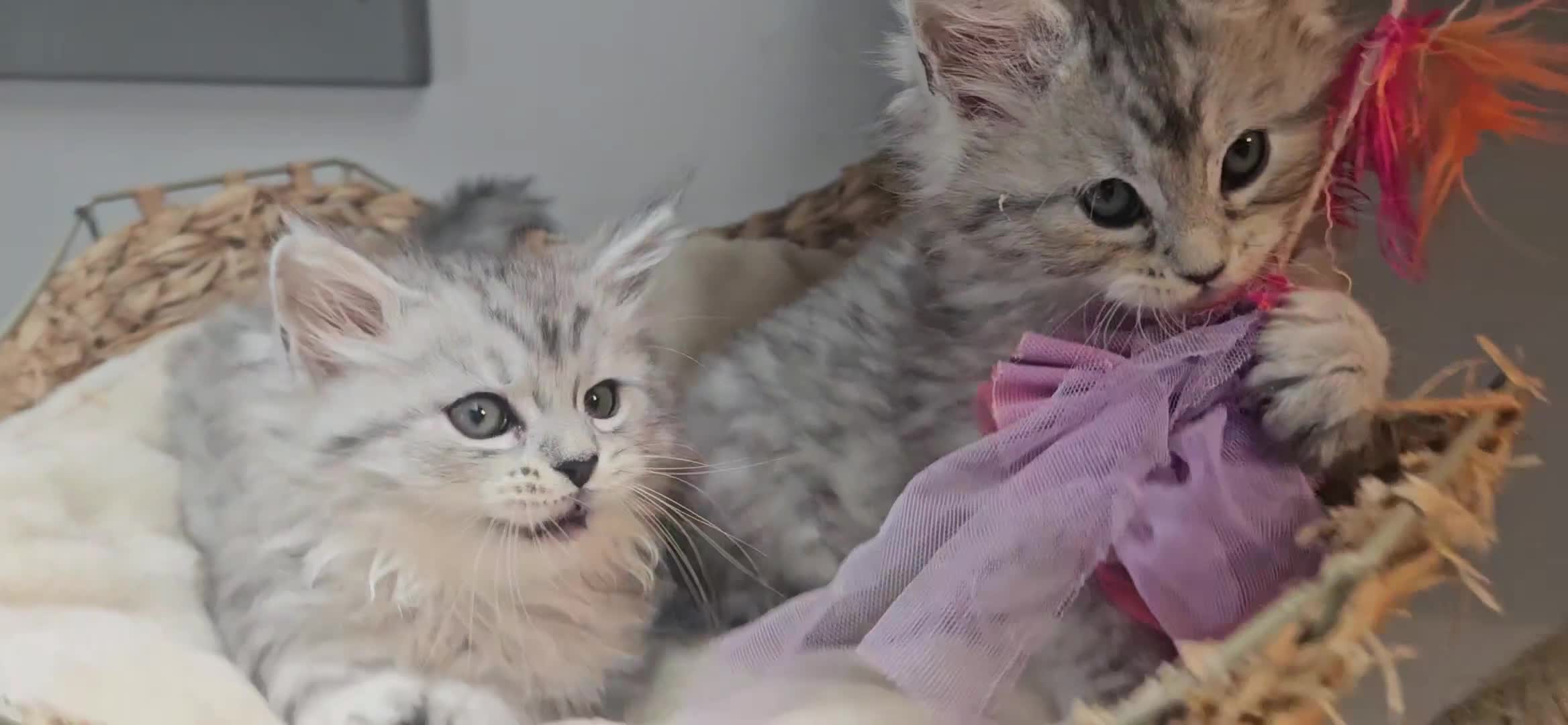 Maine Coon cats for sale: Large Maine Coon kittens regd European bloodline  - Video 3