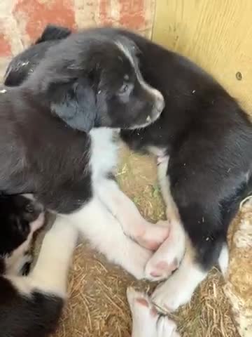Border Collie dogs for sale: Georgeous friendly well bred border collies - Video 1