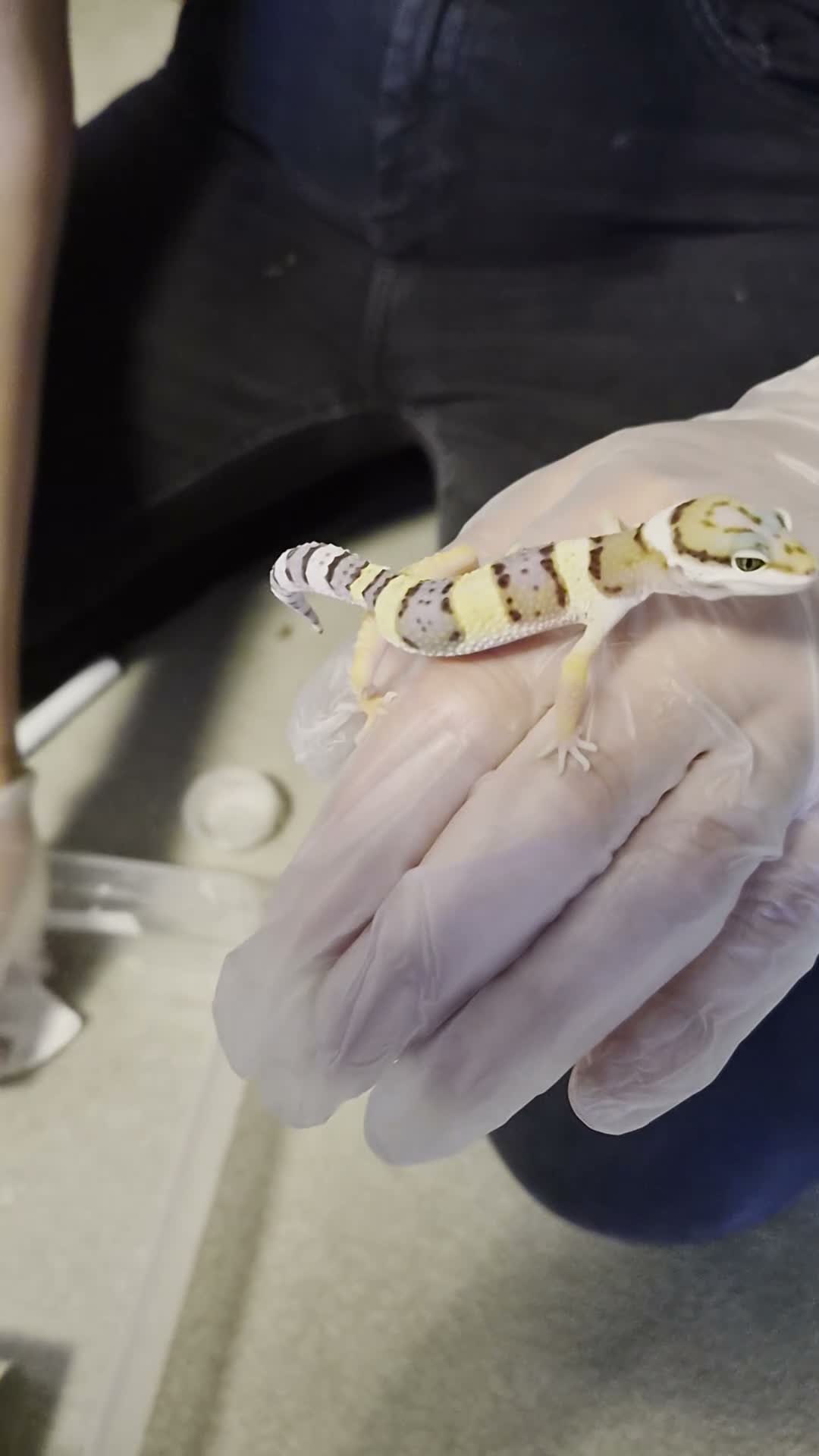 Leopard Gecko reptiles for sale: Leopard geckos available  - Video 1