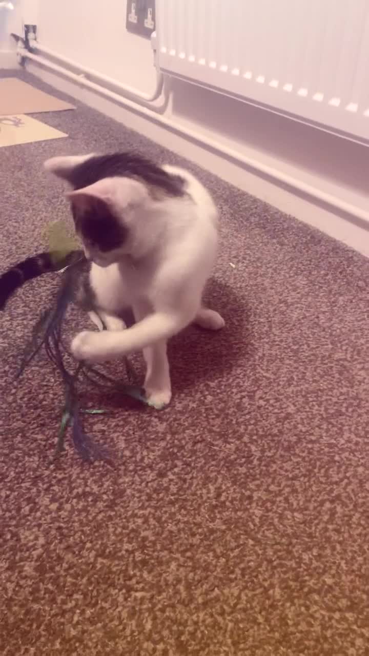 Domestic Shorthair cats for sale: Kitten for sale  - Video 1