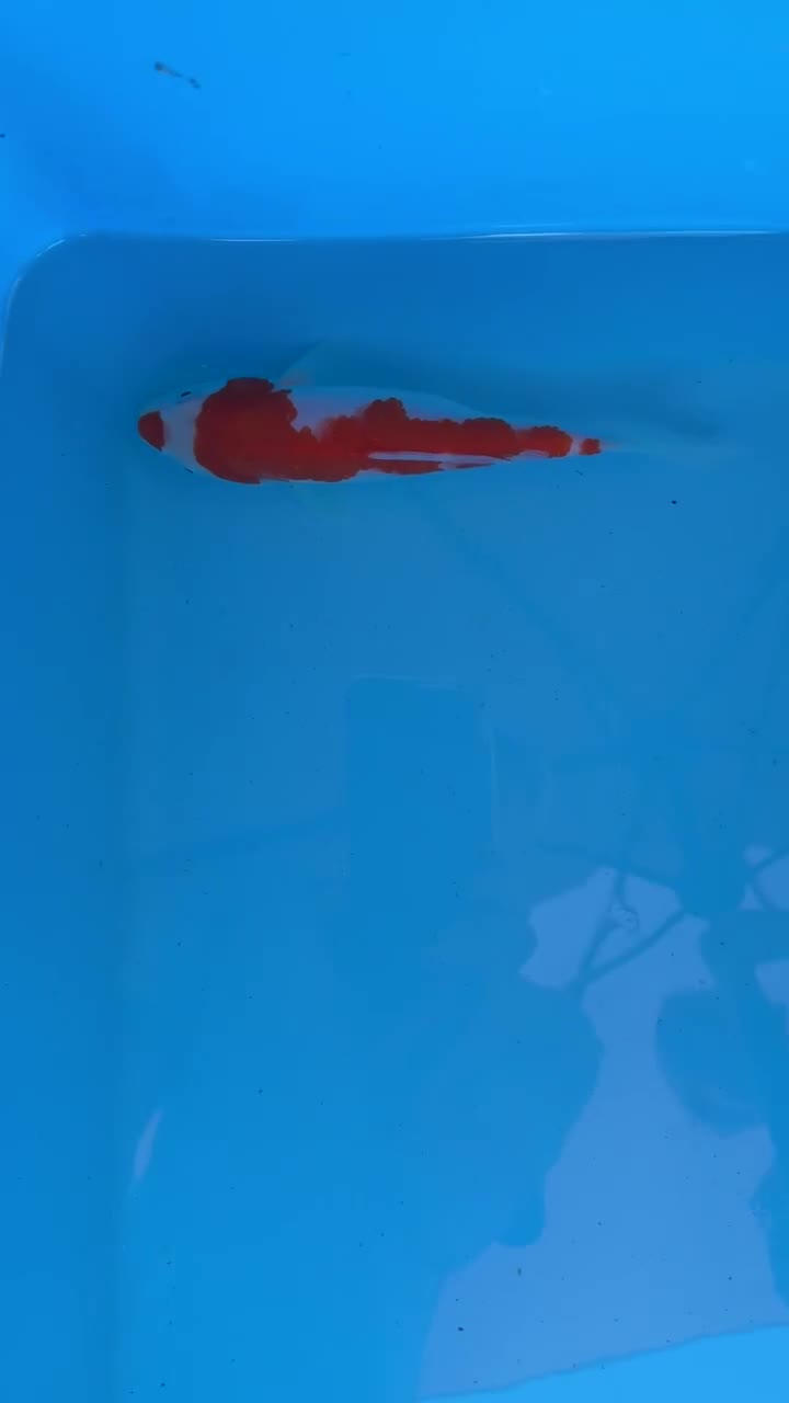 Koi Carp fish for sale: Koi Carp for Sale of Various Varieties and Ages - Video 2