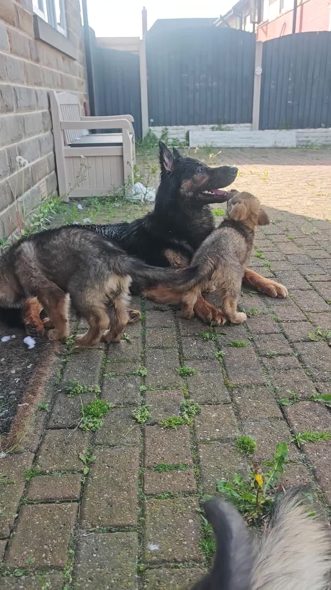 German Shepherd dogs for sale: 3 Purebred Pups XL Long-Hair GSD Girl Puppies - Video 3