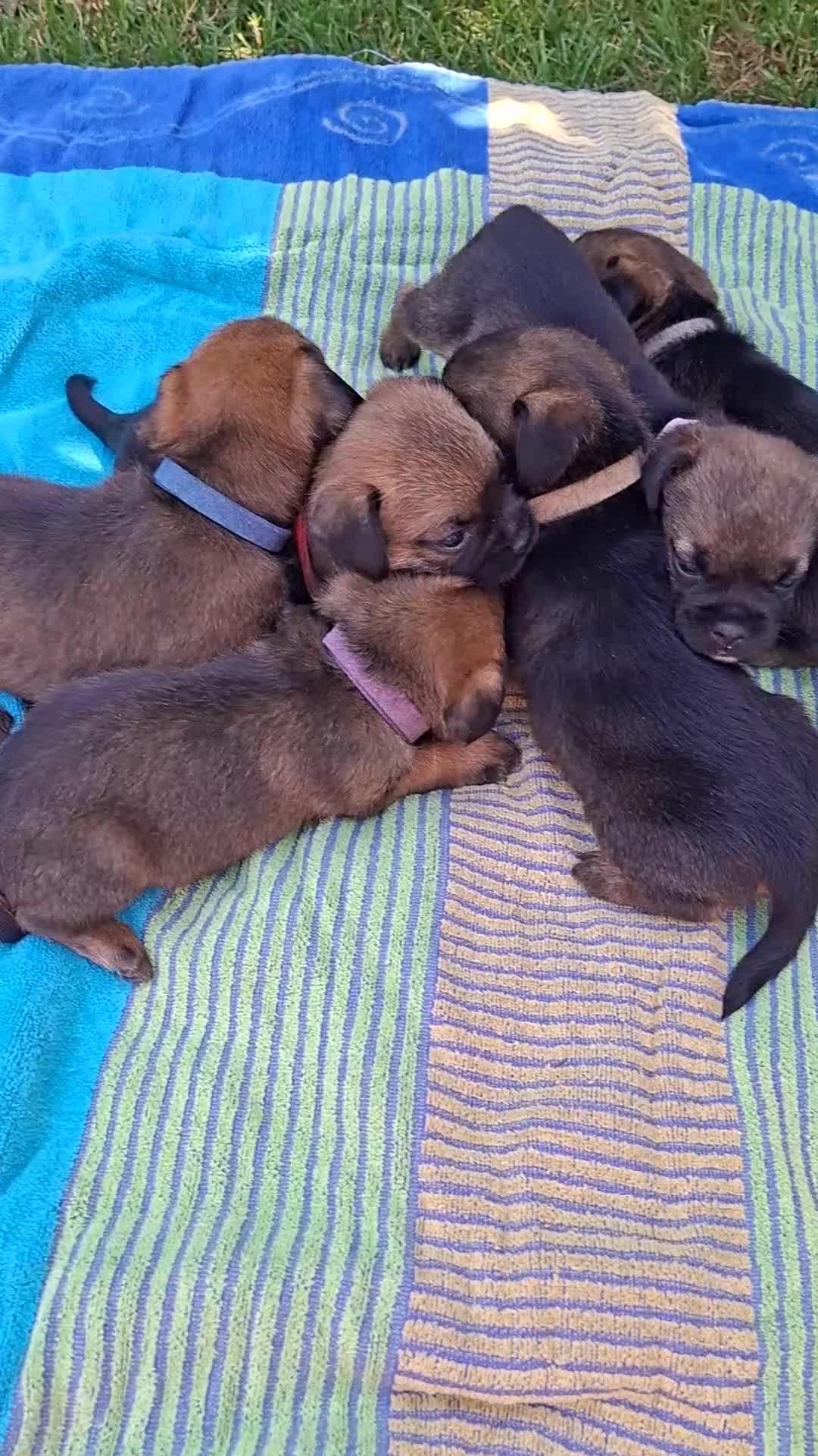 Border Terrier dogs for sale: KC REGISTERED BORDER TERRIERS SLEM CLEAR  - Video 1