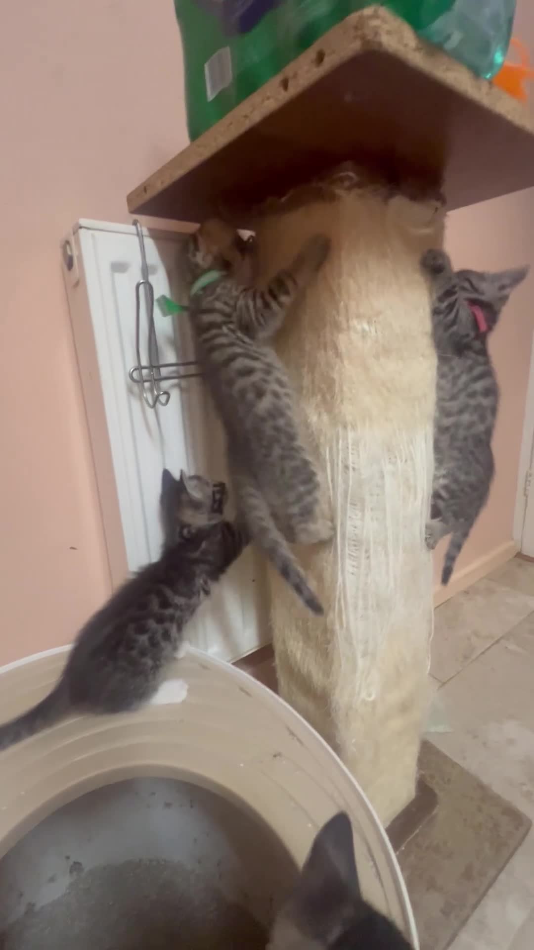 Bengal cats for sale: Lovely kittens dad Bengal mum Ragdoll - Video 2