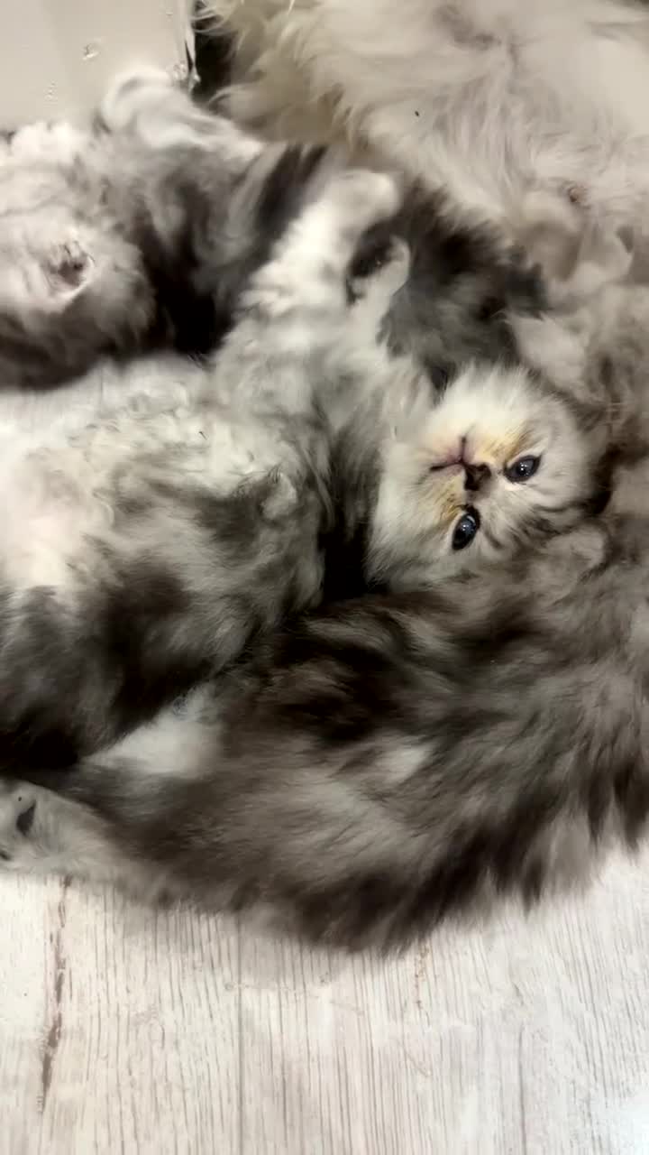 Persian cats for sale: Full pedigree silver shaded Persian kittens  - Video 2