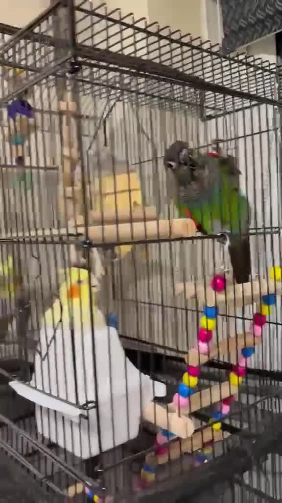 Cockatiels birds for sale: Beautiful Pair of Cockatiels for Sale  in Walsall - Video 1