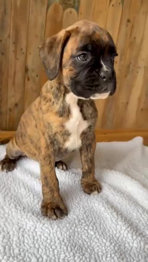 Boxer dogs for sale: STUNNING PEDIGREE BOXERS!x - Video 1