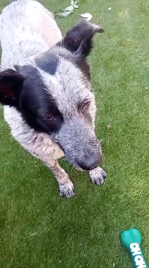 Mixed Breed dogs for adoption: 🐾 Molly is Looking for Her Forever Home 🐾 - Video 2