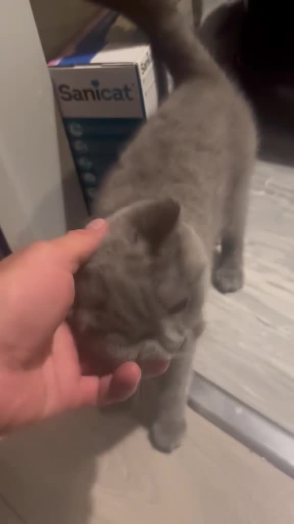 British Shorthair cats for sale: Female british shorthair kitten - Video 1