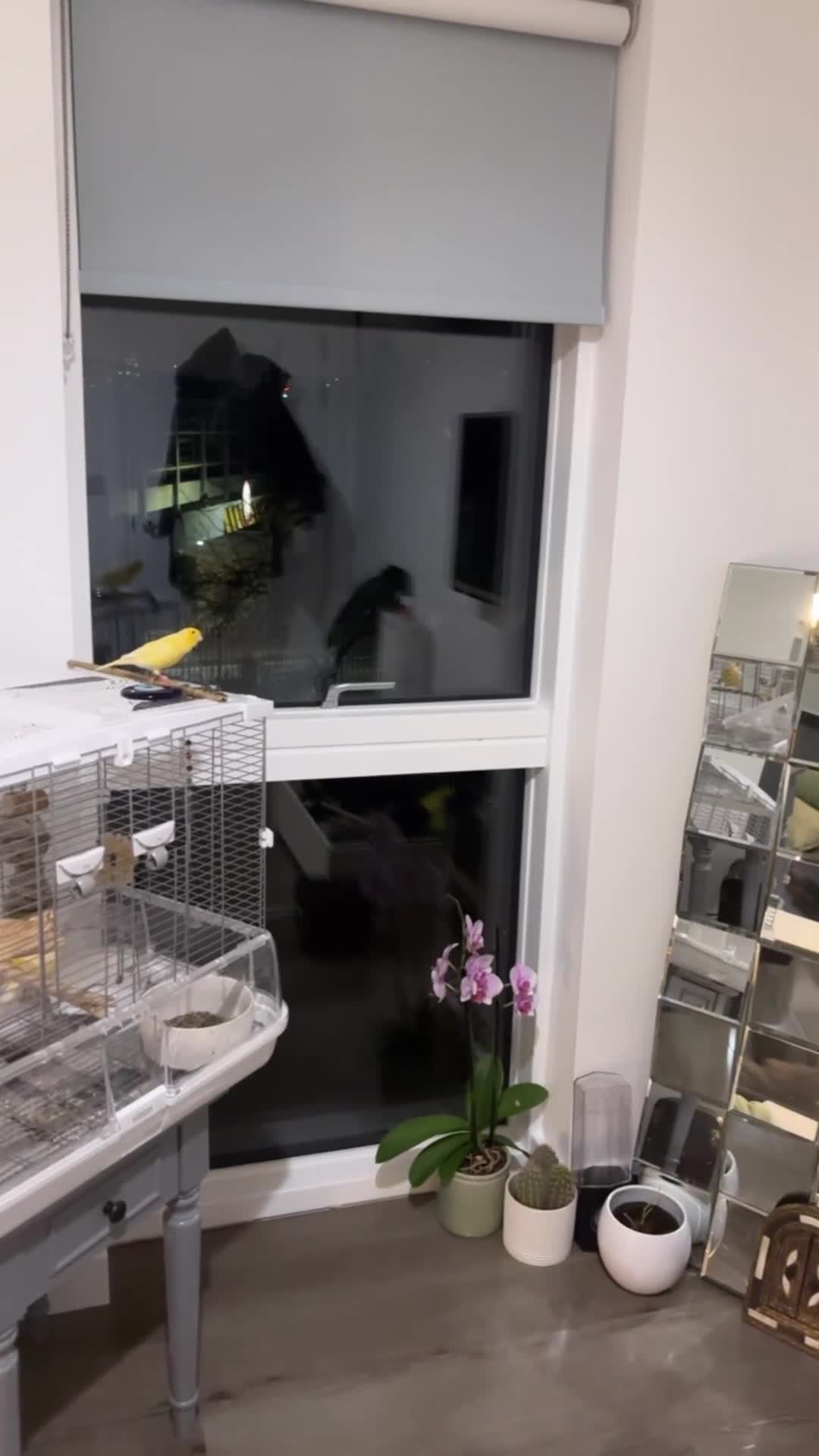 Canaries birds for sale: Singing canary pair - Video 1