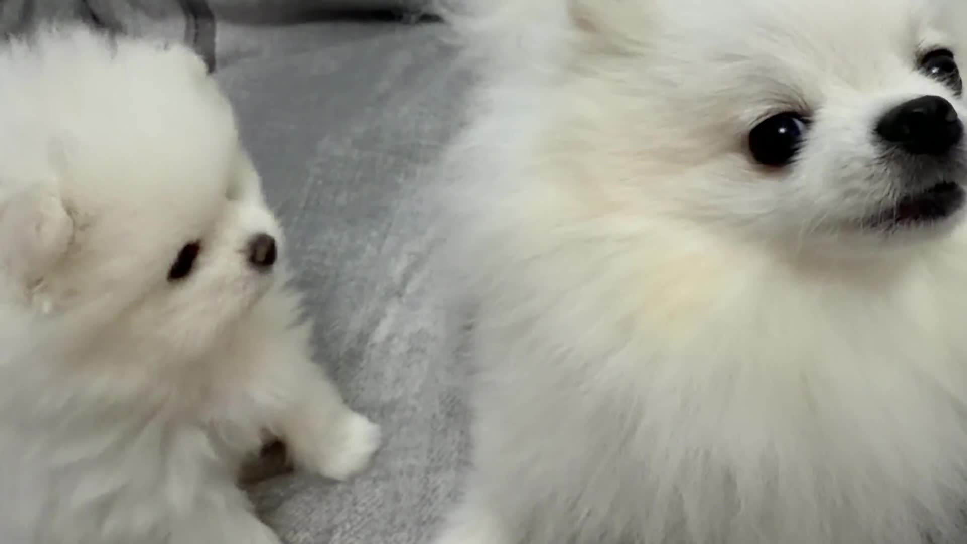 Pomeranian dogs for sale: Stunning KC litter of fluffy white Pom puppy boy - Video 2