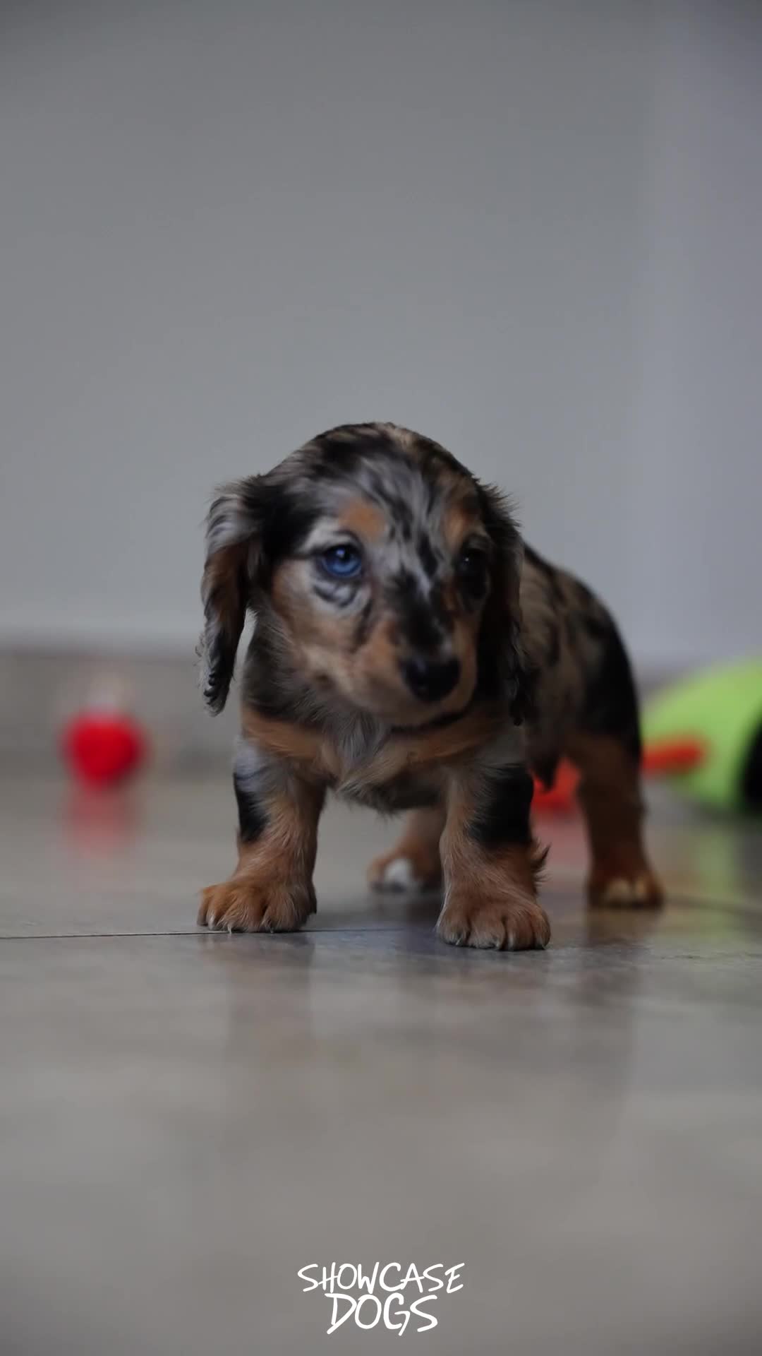 Miniature Dachshund dogs for sale: Miniature long haired dachshund  - Video 4