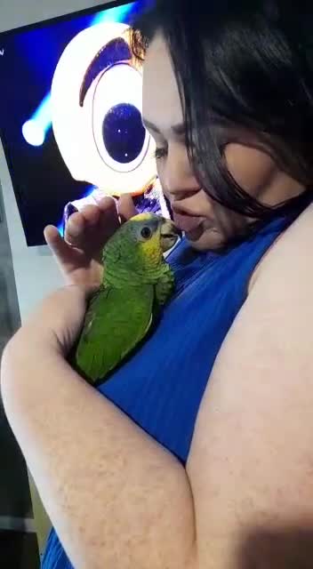 Parrots birds for sale: Africian orange winged parrot  - Video 5