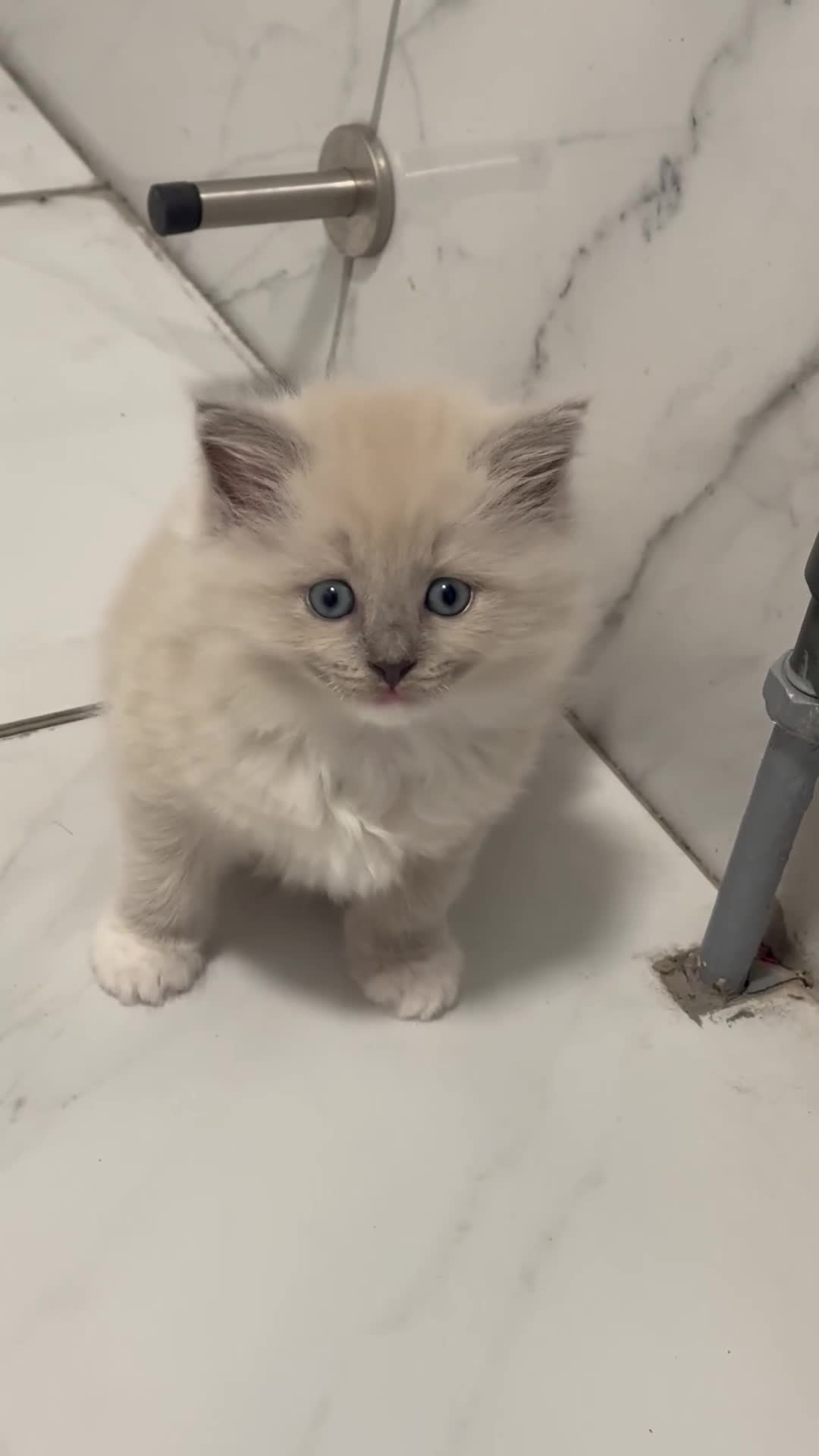 Ragdoll cats for sale: Rare Mink and blue mitted Ragdoll kittens  - Video 2