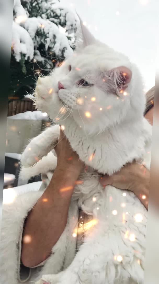 Maine Coon cats for stud: XL STUD AVAILABLE  in Brighouse - Video 4