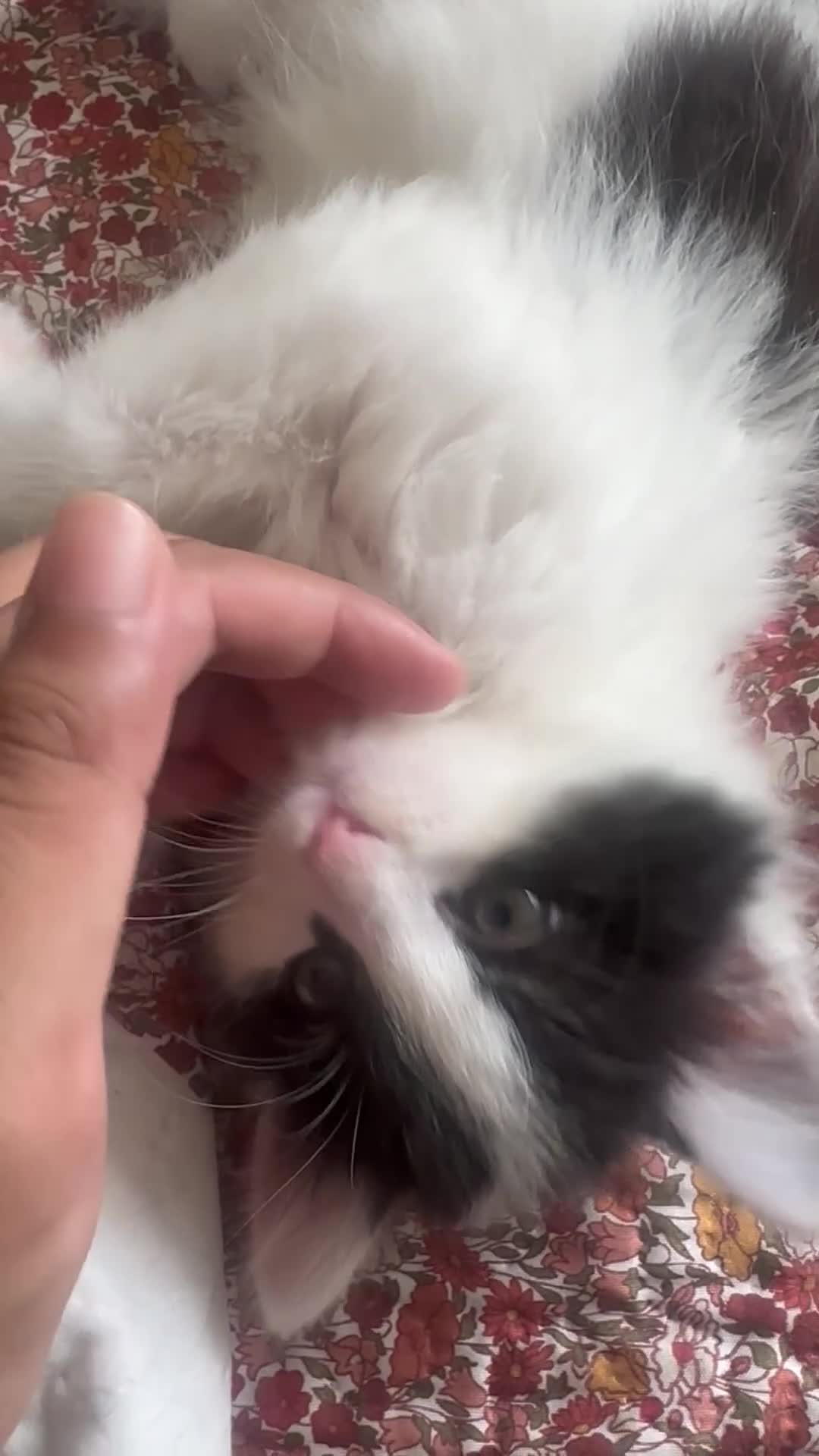 Ragdoll cats for sale: Mixed ragdoll kittens for sale ! - Video 2