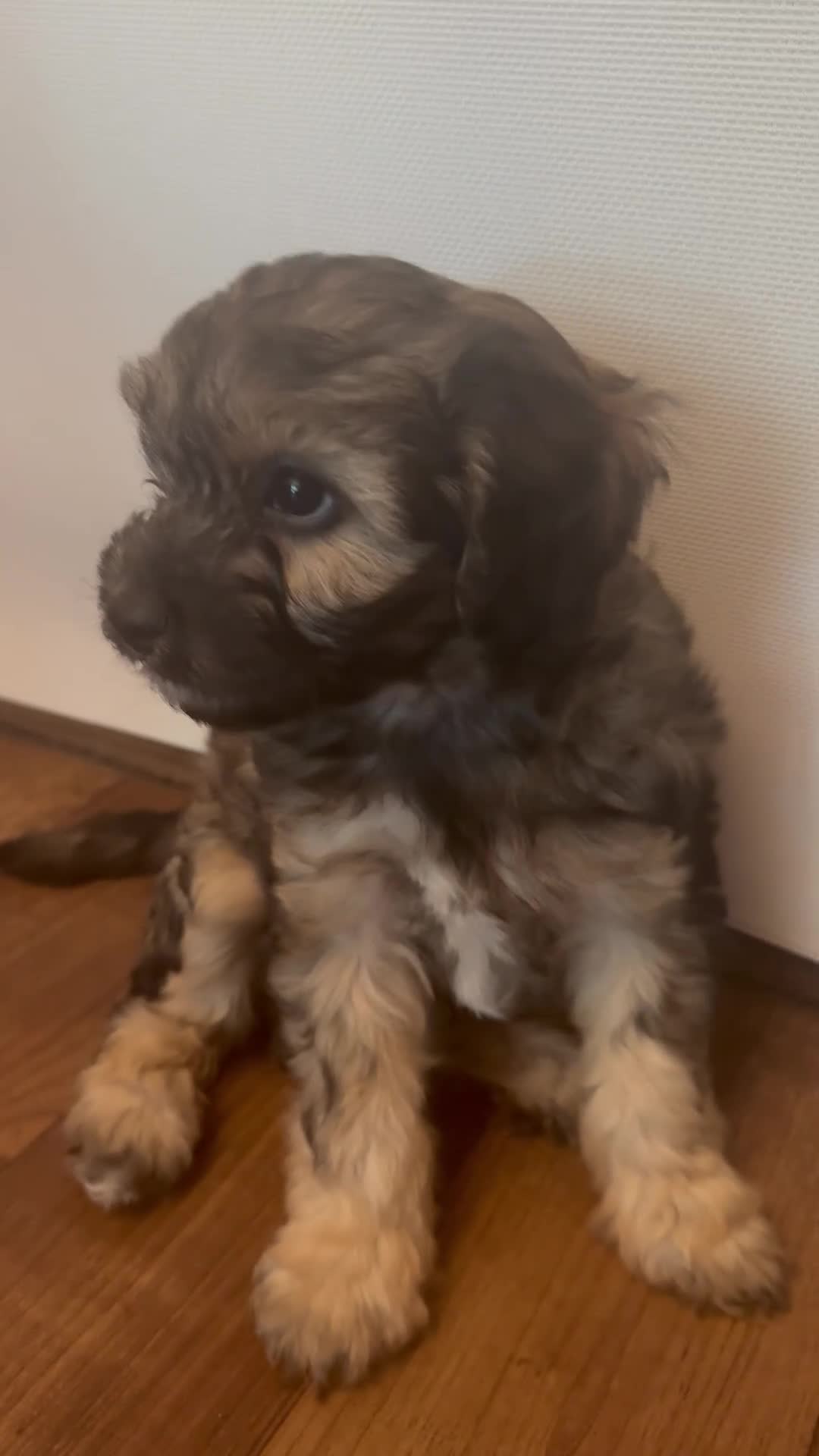 Cavapoo dogs for sale: Amazing coloured fi cavapoo health tested parents  - Video 3
