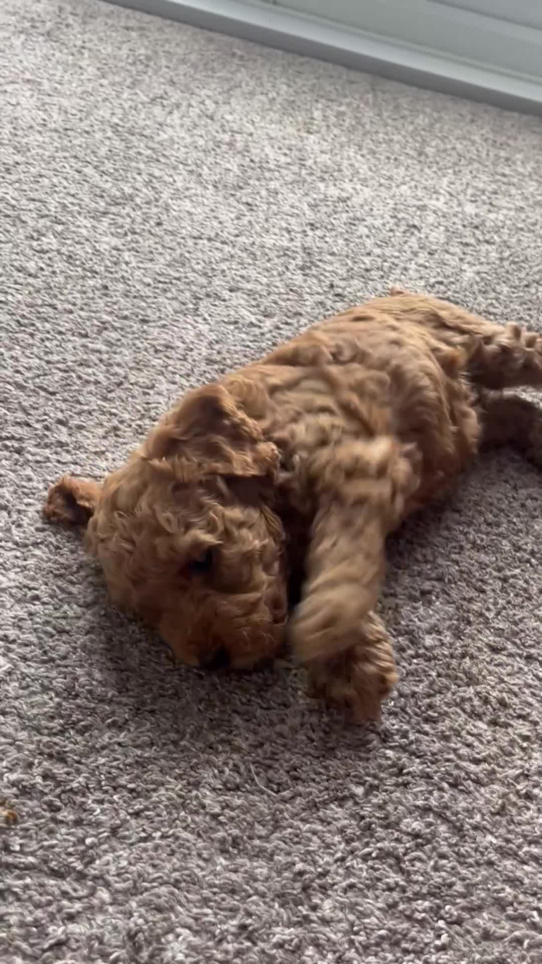 Cockapoo dogs for sale: Female Red Cockapoo Puppies  - Video 1