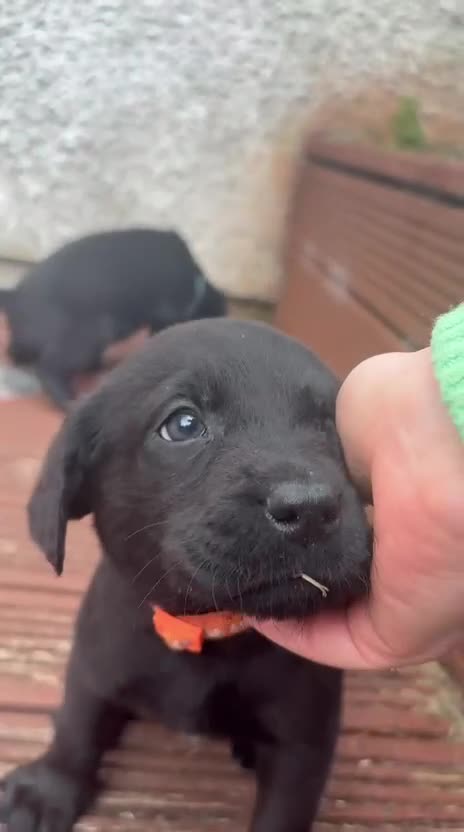 Labrador Retriever dogs for sale: KC Registered Black Labrador Puppies - Video 1