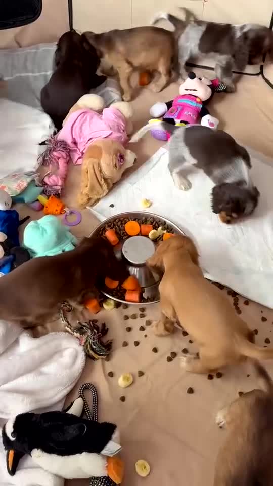 Cocker Spaniel dogs for sale: Showtype cocker spaniels  - Video 2