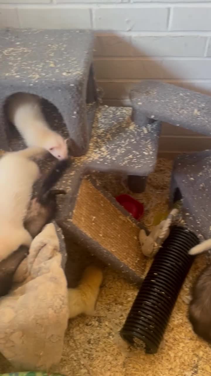 Ferret rodents for sale: Ferret kits  - Video 2