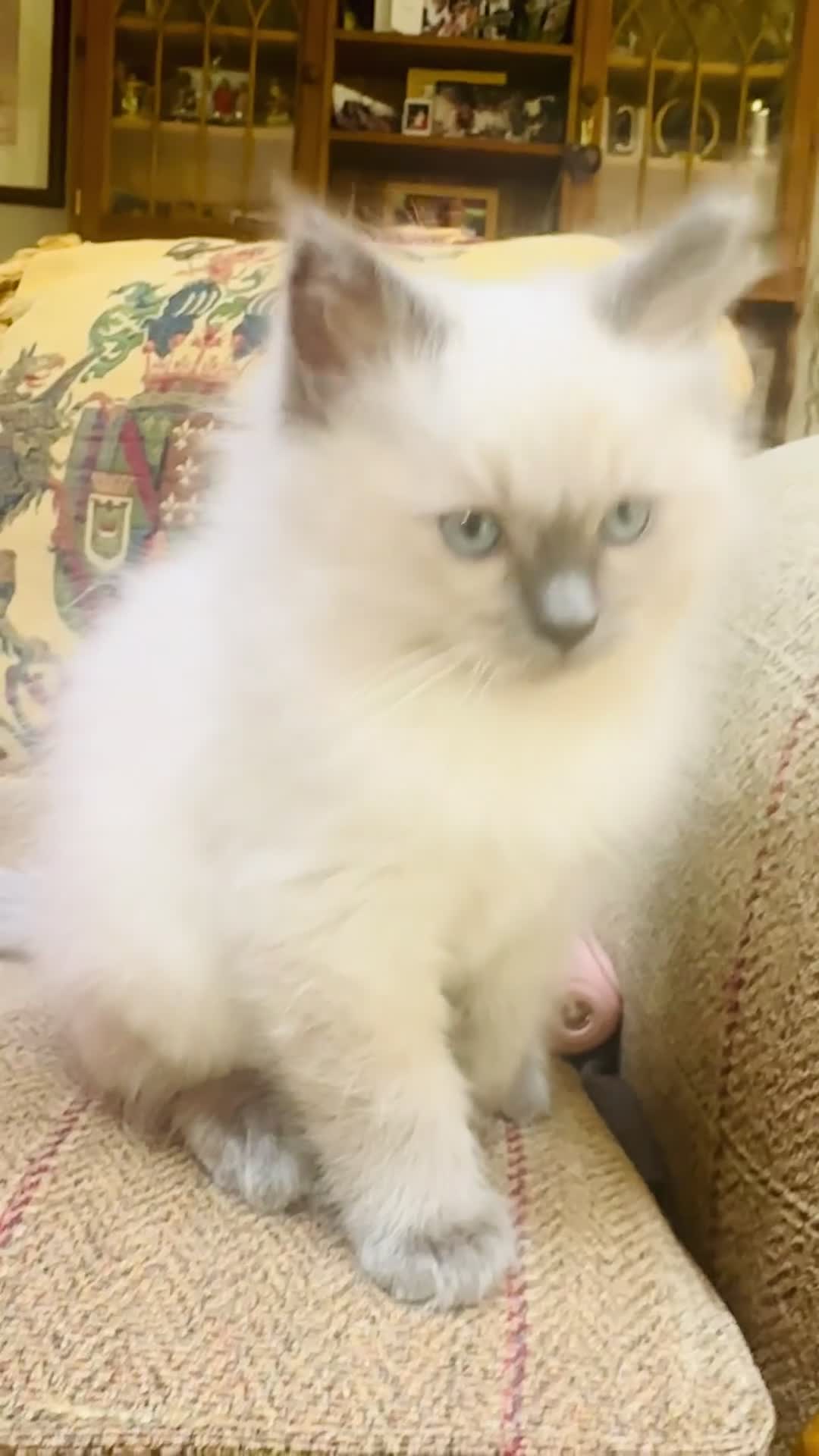 Ragdoll cats for stud: Ragdoll Blue lynx available for stud services  in Cardigan - Video 3