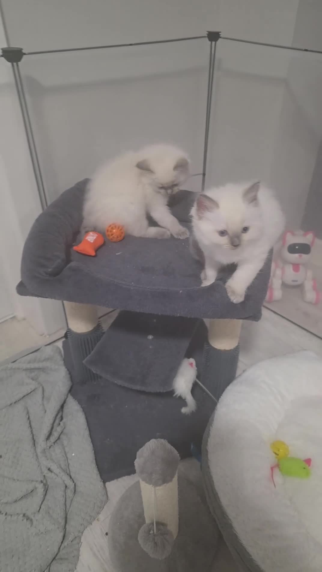 Ragdoll cats for sale: Pure blue point ragdoll kittens for sale - Video 4