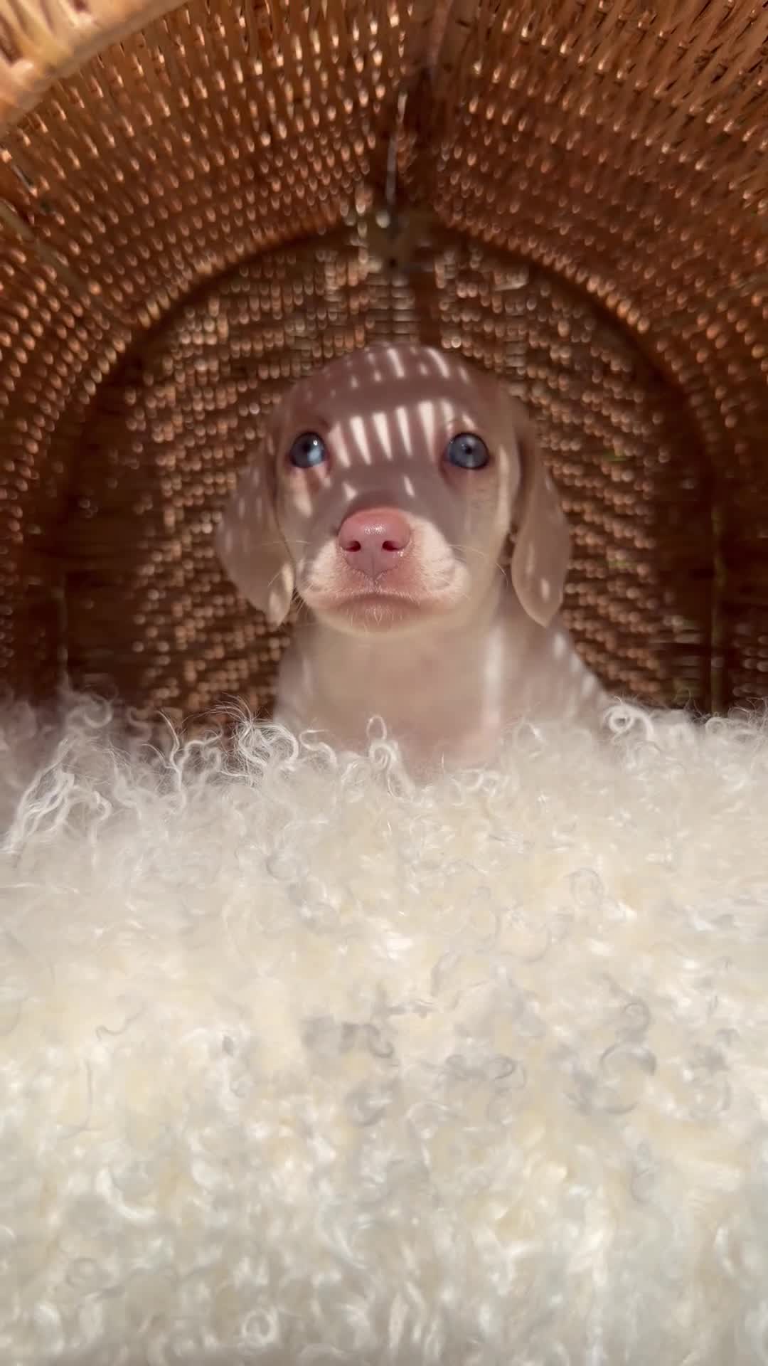 Miniature Dachshund dogs for sale: KC STUNNING COLOURED BLUE EYED SMOOTH & LONG COATS - Video 2