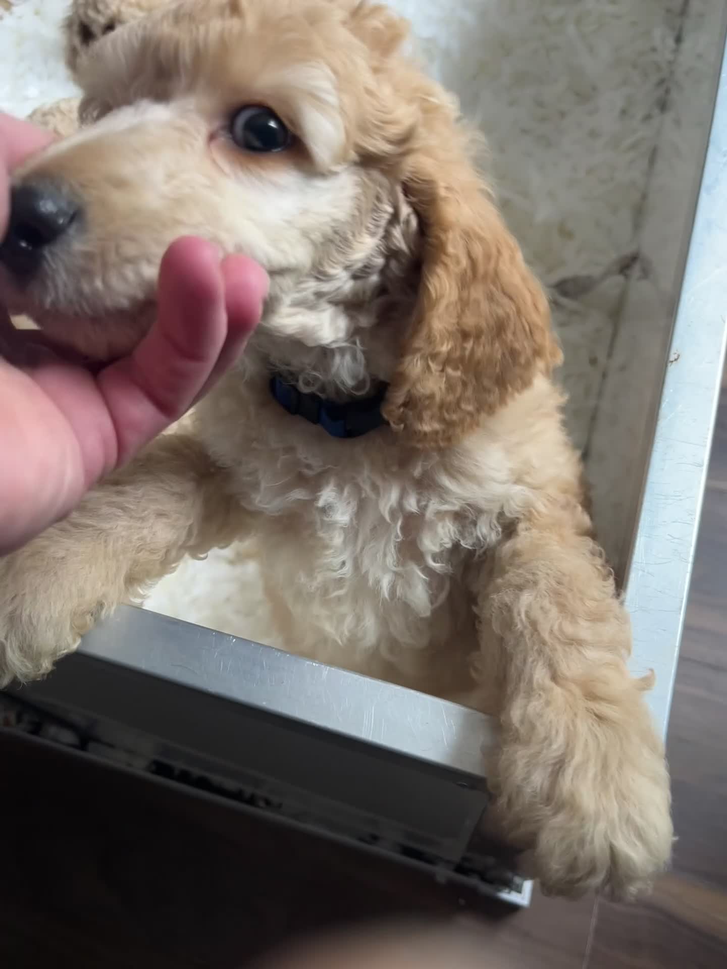 Standard Poodle dogs for sale: 2  female apricot standard poodles  - Video 2