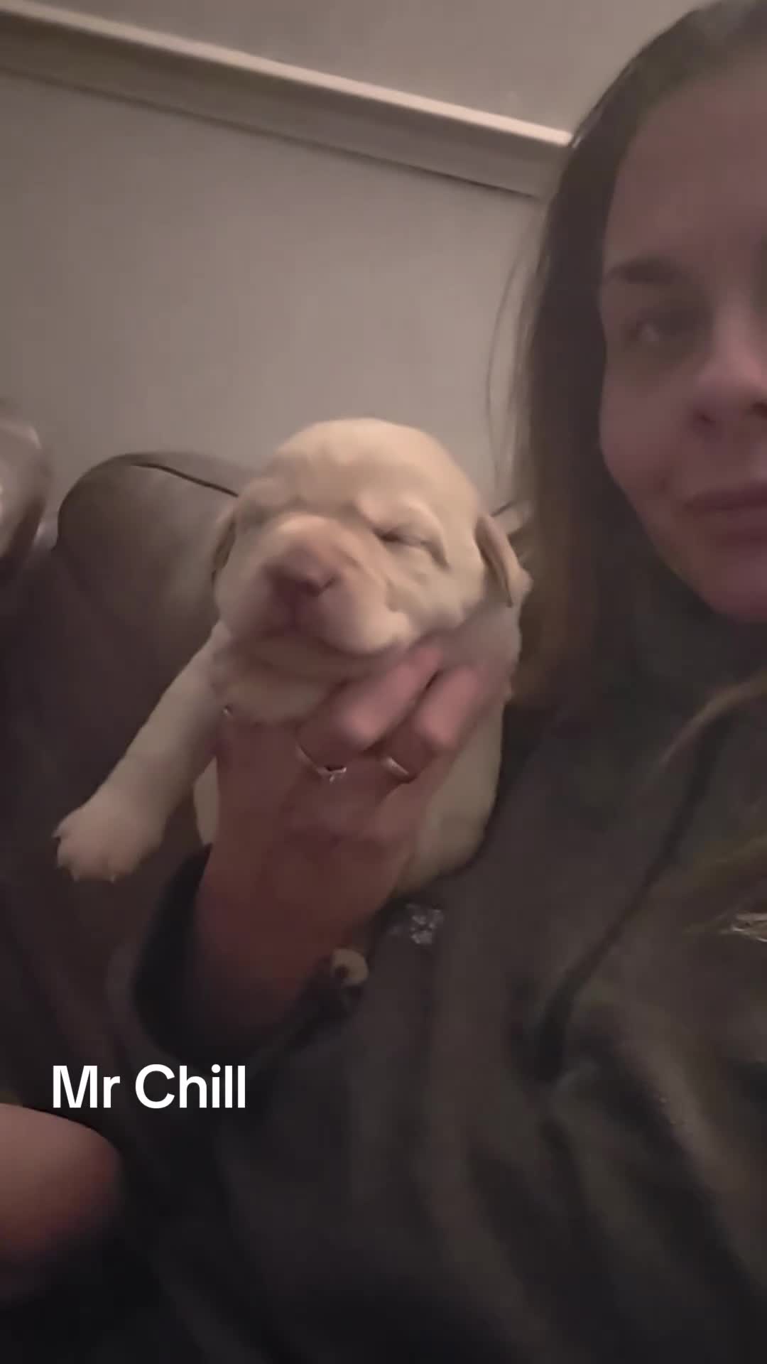 Labrador Retriever dogs for sale: Kc Registered quality labrador BOYS AVAILABLE  - Video 2